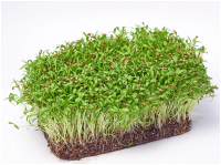 Живая микрозелень кинза Ранняя (под заказ)