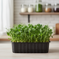 Живая микрозелень гороха Мадрас (под заказ)